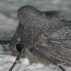 Paralaea ochrosoma at Ainslie, ACT - 29 Apr 2020