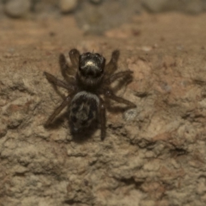 Maratus griseus at Higgins, ACT - 29 Apr 2020