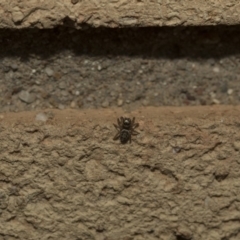 Maratus griseus at Higgins, ACT - 29 Apr 2020 01:28 PM