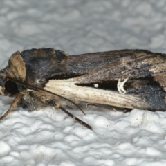 Proteuxoa tortisigna (Streaked Rictonis Moth) at Ainslie, ACT - 29 Apr 2020 by jb2602