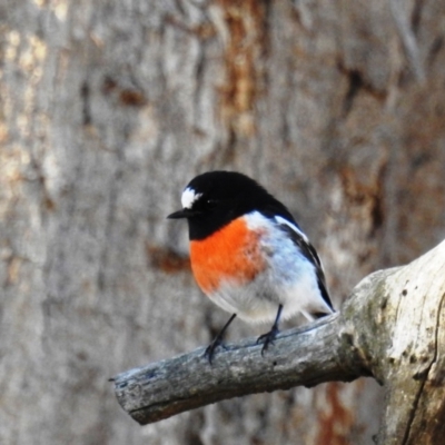 Petroica boodang (Scarlet Robin) at Tuggeranong DC, ACT - 27 Apr 2020 by HelenCross