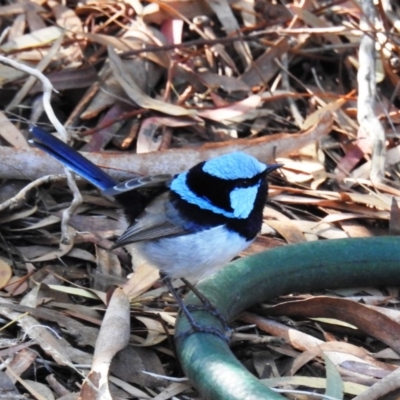 Malurus cyaneus (Superb Fairywren) at Kambah, ACT - 28 Apr 2020 by HelenCross