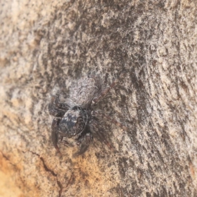 Maratus griseus at Bruce, ACT - 28 Apr 2020 by AlisonMilton