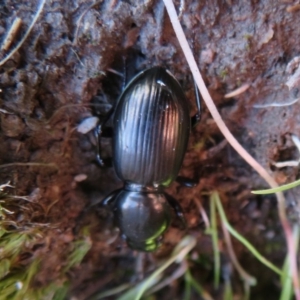 Eurylychnus sp. (genus) at Coree, ACT - 28 Apr 2020