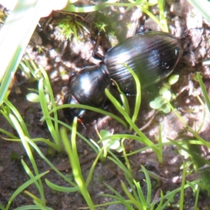 Eurylychnus sp. (genus) at Coree, ACT - 28 Apr 2020