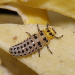 Illeis galbula at Evatt, ACT - 6 Nov 2015 05:54 PM