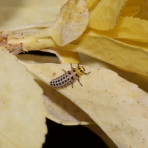 Illeis galbula at Evatt, ACT - 6 Nov 2015 05:54 PM