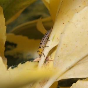 Illeis galbula at Evatt, ACT - 6 Nov 2015 05:54 PM