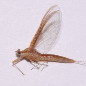 Ephemeroptera (order) at Evatt, ACT - 28 Nov 2015