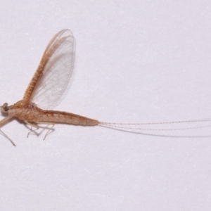 Ephemeroptera (order) at Evatt, ACT - 28 Nov 2015 04:53 PM