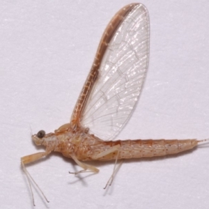 Ephemeroptera (order) at Evatt, ACT - 28 Nov 2015