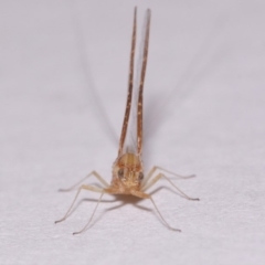 Ephemeroptera (order) at Evatt, ACT - 28 Nov 2015 04:53 PM