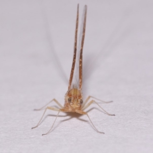 Ephemeroptera (order) at Evatt, ACT - 28 Nov 2015