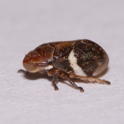 Bathyllus albicinctus (Spittlebug, Froghopper) at Evatt, ACT - 28 Nov 2015 by TimL