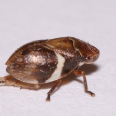 Bathyllus albicinctus at Evatt, ACT - 28 Nov 2015