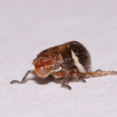 Bathyllus albicinctus at Evatt, ACT - 28 Nov 2015