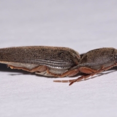 Monocrepidus sp. (genus) (Click beetle) at Evatt, ACT - 23 Sep 2016 by TimL