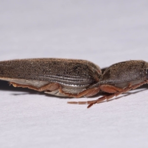 Monocrepidus (genus) at Evatt, ACT - 23 Sep 2016 05:41 PM