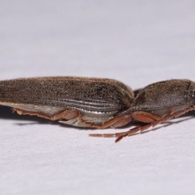 Monocrepidus (genus) (Click beetle) at Evatt, ACT - 23 Sep 2016 by TimL