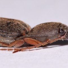 Monocrepidus (genus) at Evatt, ACT - 23 Sep 2016 05:41 PM