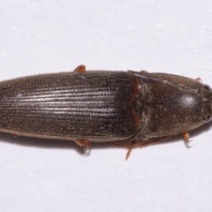 Monocrepidius (genus) at Evatt, ACT - 23 Sep 2016 05:41 PM