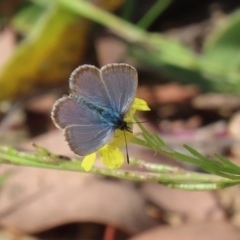 Zizina otis (Common Grass-Blue) at Tennent, ACT - 28 Apr 2020 by RodDeb