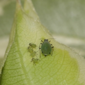 Aphididae (family) at Evatt, ACT - 16 Oct 2016 06:05 AM