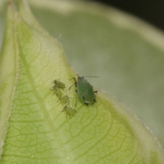 Aphididae (family) at Evatt, ACT - 16 Oct 2016