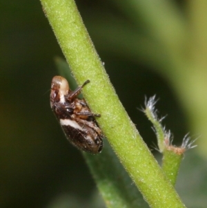 Bathyllus albicinctus at Evatt, ACT - 28 Nov 2015