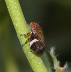 Bathyllus albicinctus at Evatt, ACT - 28 Nov 2015