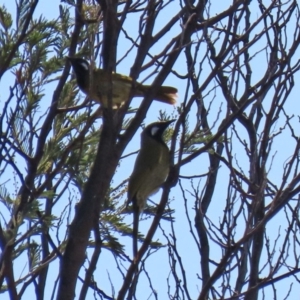 Nesoptilotis leucotis at Tennent, ACT - 28 Apr 2020