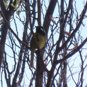 Nesoptilotis leucotis at Tennent, ACT - 28 Apr 2020