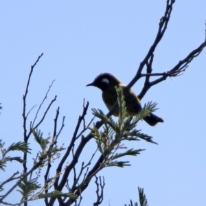 Nesoptilotis leucotis at Tennent, ACT - 28 Apr 2020