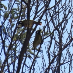 Nesoptilotis leucotis at Tennent, ACT - 28 Apr 2020