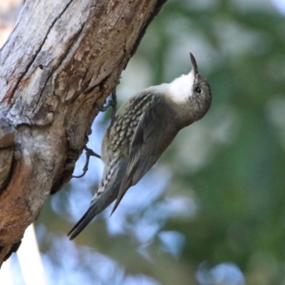 Cormobates leucophaea (White-throated Treecreeper) at Tennent, ACT - 28 Apr 2020 by RodDeb