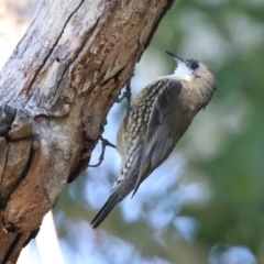 Cormobates leucophaea at Tennent, ACT - 28 Apr 2020