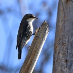 Cormobates leucophaea at Tennent, ACT - 28 Apr 2020