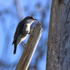 Cormobates leucophaea at Tennent, ACT - 28 Apr 2020