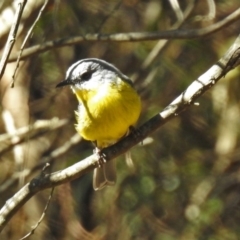 Eopsaltria australis (Eastern Yellow Robin) at Tennent, ACT - 28 Apr 2020 by RodDeb