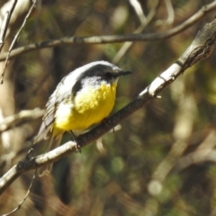 Eopsaltria australis at Tennent, ACT - 28 Apr 2020