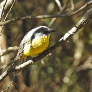 Eopsaltria australis at Tennent, ACT - 28 Apr 2020