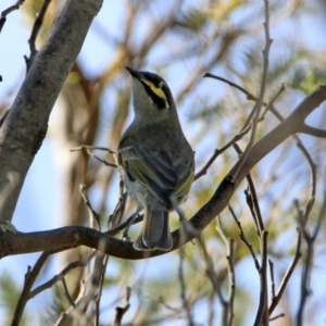 Caligavis chrysops at Tennent, ACT - 28 Apr 2020