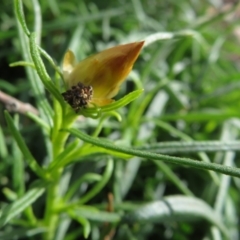 Xerochrysum viscosum at Coree, ACT - 28 Apr 2020