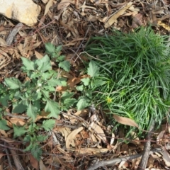 Xerochrysum viscosum at Coree, ACT - 28 Apr 2020