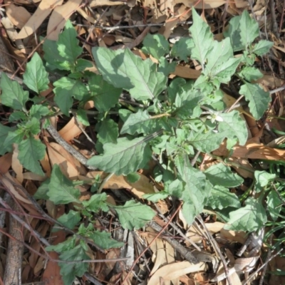 Solanum nigrum (Black Nightshade) at Coree, ACT - 28 Apr 2020 by Christine