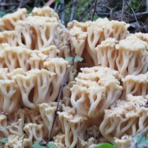 Ramaria capitata var. capitata at Coree, ACT - 28 Apr 2020 02:51 PM