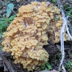 Ramaria capitata var. capitata at Coree, ACT - 28 Apr 2020 02:51 PM