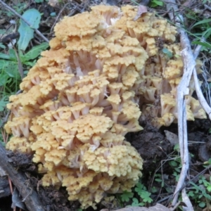 Ramaria capitata var. capitata at Coree, ACT - 28 Apr 2020 02:51 PM