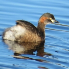 Tachybaptus novaehollandiae (Australasian Grebe) at Dunlop, ACT - 27 Apr 2020 by Christine