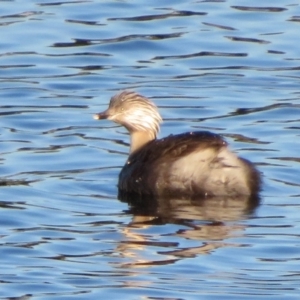 Poliocephalus poliocephalus at Dunlop, ACT - 27 Apr 2020